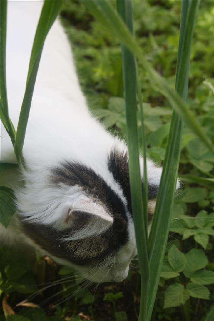 Blanding af racer Boffie - Se! Se! En frø! billede 9