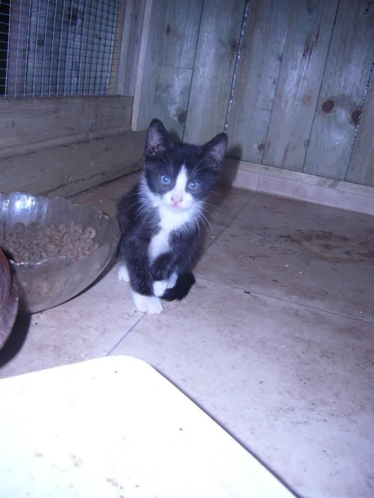 Huskat bølle  billede 1