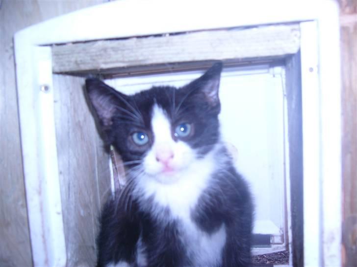 Huskat bølle  billede 2