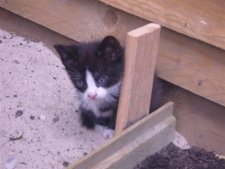 Huskat bølle  billede 3