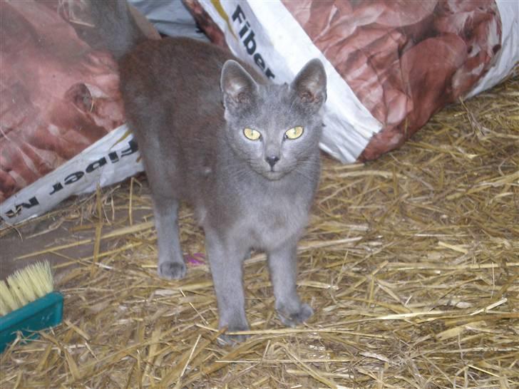 Huskat Tottie R.i.p. - taget  d. 25-10-10 billede 1