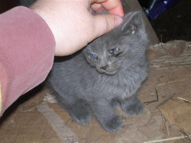 Huskat Tottie R.i.p. - ja jeg elsker at blive kløet billede 2