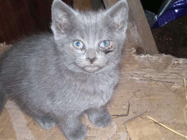 Huskat Tottie R.i.p. - ja man kan se at jeg har vært ude for min øjne løber det var første gang billede 3
