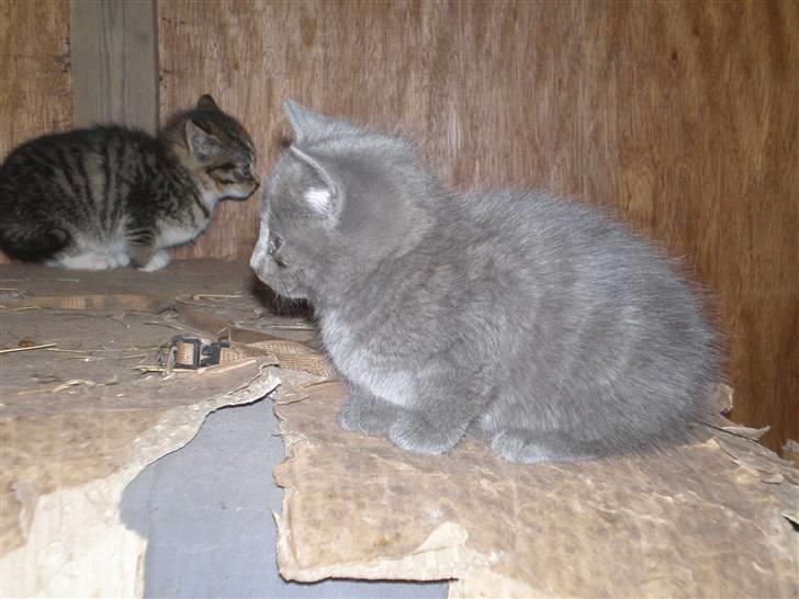 Huskat Tottie R.i.p. - det er mig og min bror mand Jokker billede 4