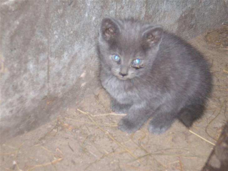 Huskat Tottie R.i.p. - hhhhhhhhhhhhhhhhhhhhhhhhhhhheeeeeeeeeeeeeeeeeeeejjjjjjjjjjjjjjjjjjjjjjjjjjjjjjj billede 6