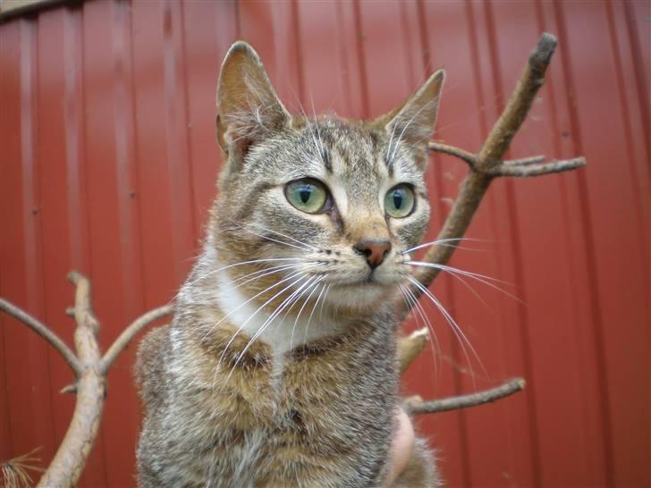 Huskat Jolle - Rip billede 1