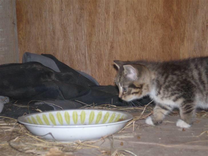 Huskat Jolle - Rip - mums der er mad billede 2