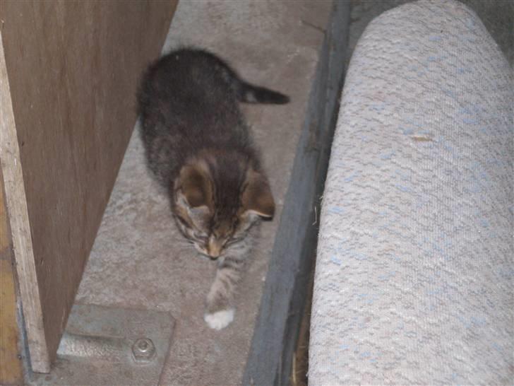 Huskat Jolle - Rip - den sten skal have klø billede 3