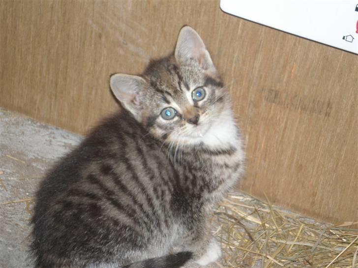 Huskat Jolle - Rip - Hej med dig jeg hedder Jokker billede 4