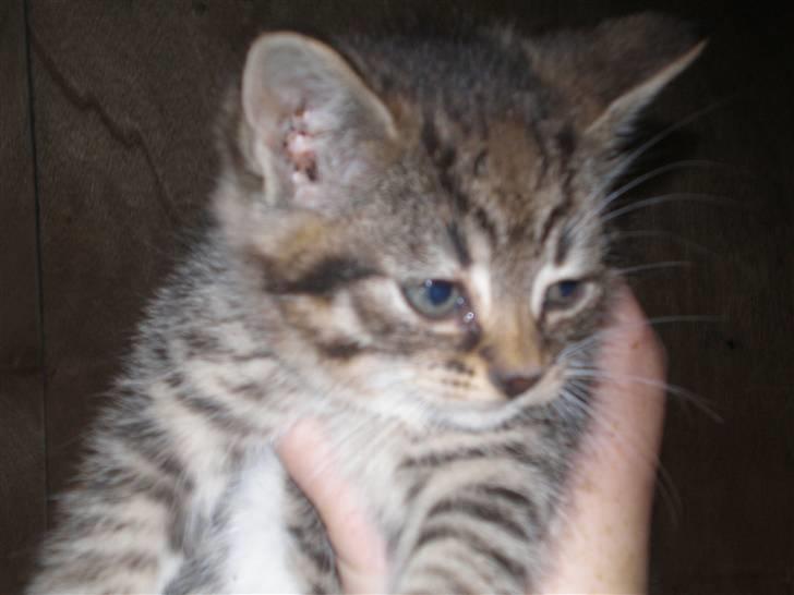 Huskat Jolle - Rip - slip mig jeg er sur billede 5