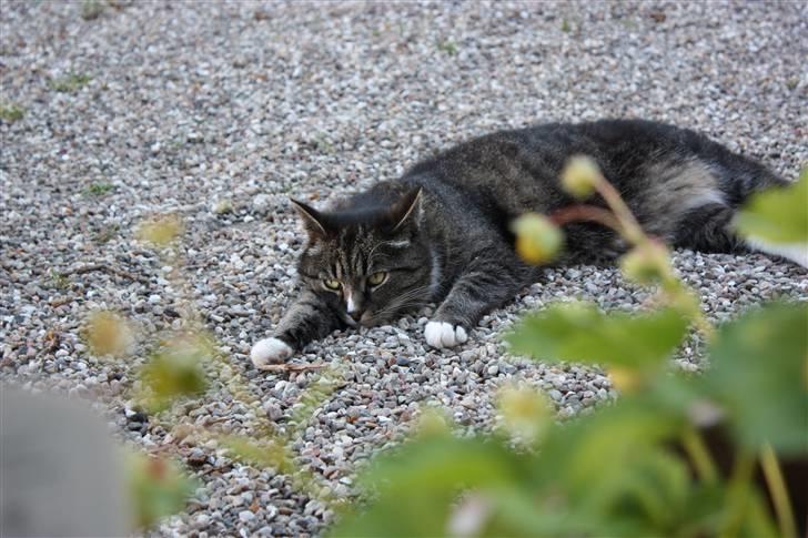 Huskat Misha billede 14