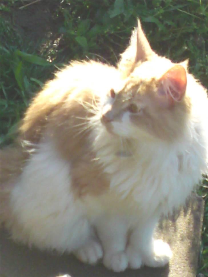 Maine Coon  jack dee p billede 1