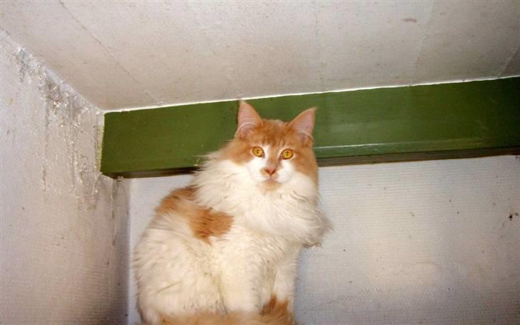 Maine Coon  jack dee p billede 2