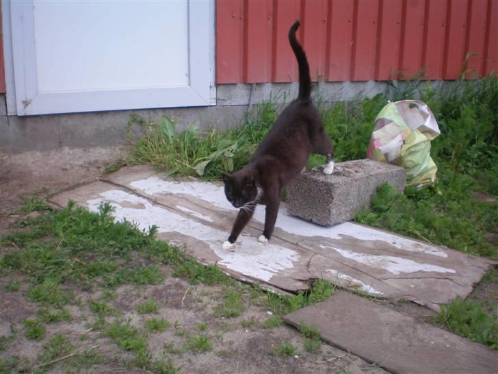 Huskat Lille Fie død billede 14