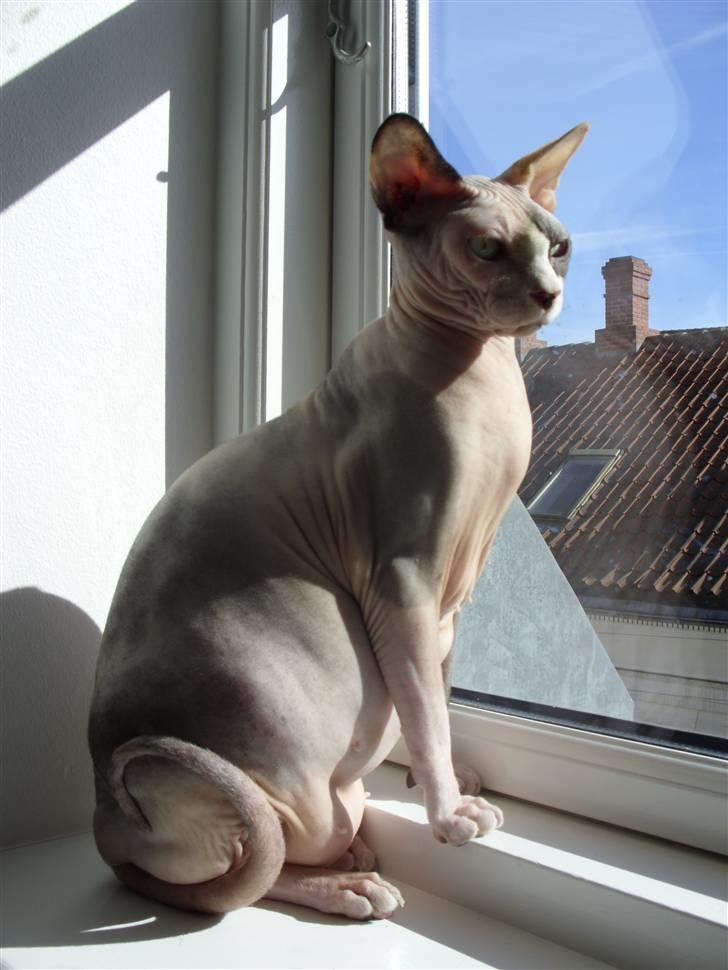 Sphynx Lara Croft billede 9