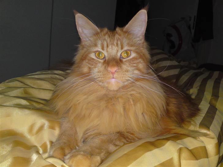 Maine Coon Chinaco - Wytopitlock Chinaco - Opkaldt efter Tequila billede 1