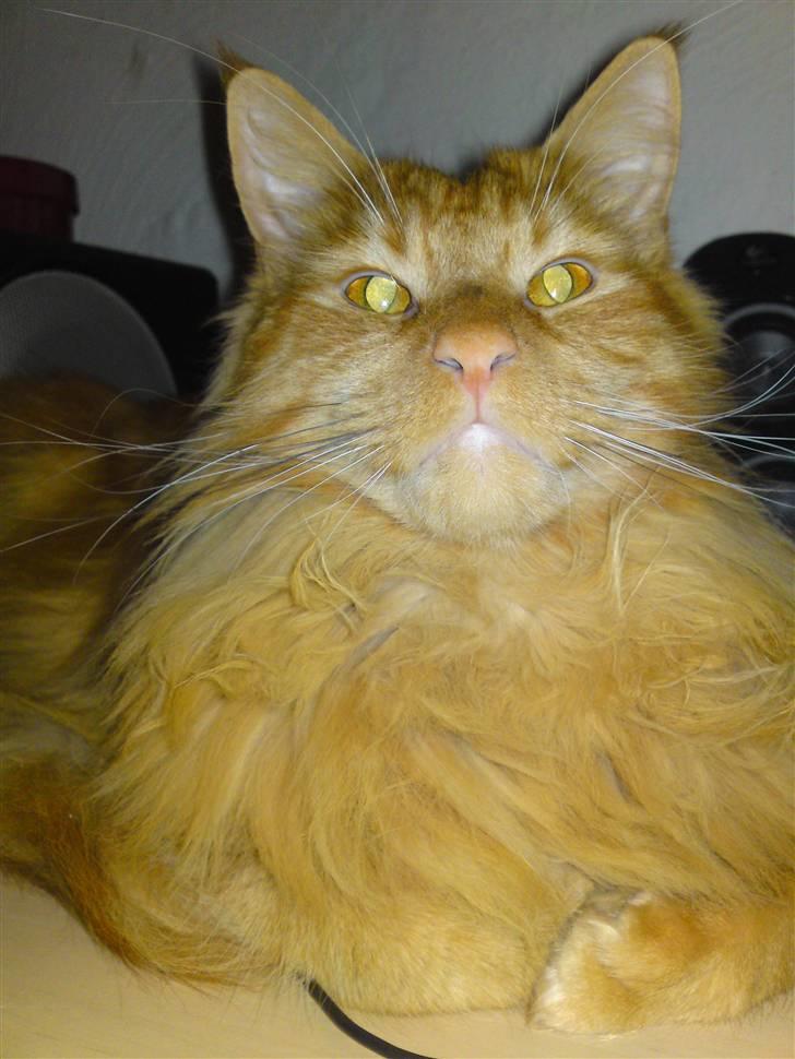 Maine Coon Chinaco - ´Hov, hej mor´ billede 2