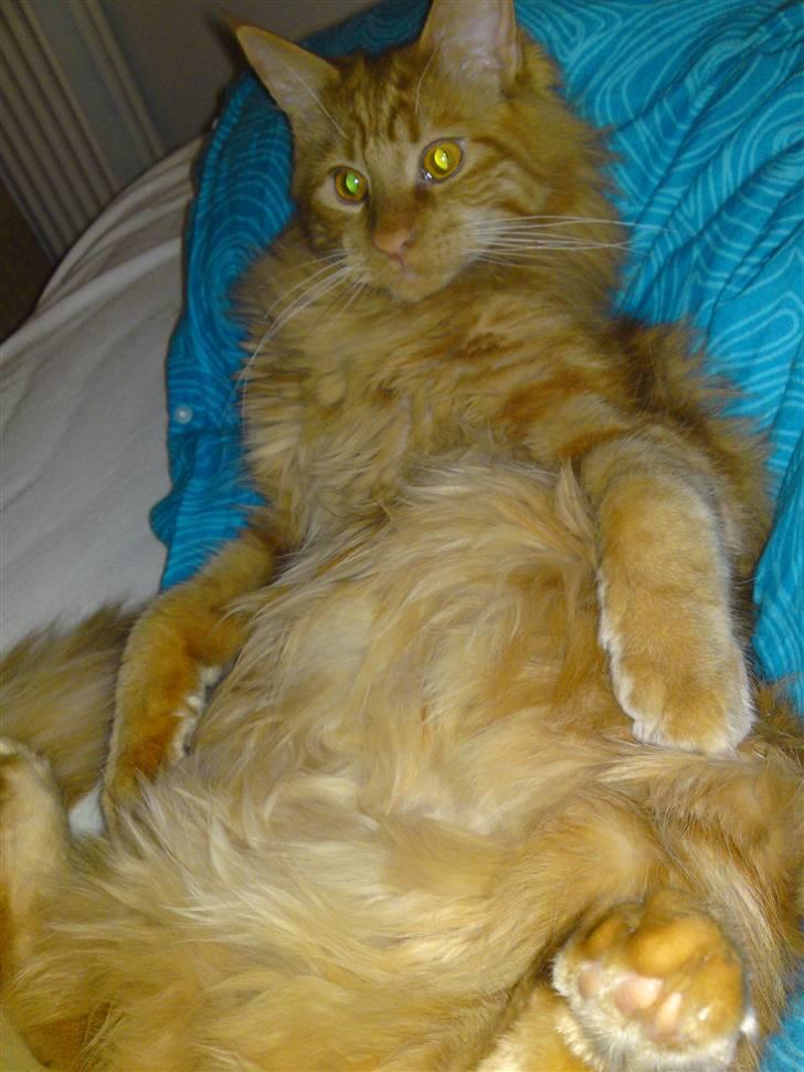 Maine Coon Chinaco - En rigtig puttemis, som liige flader lidt ud. (: billede 3
