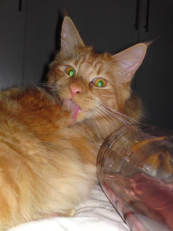 Maine Coon Chinaco - Jah vaskes, det skal vi. (: billede 4