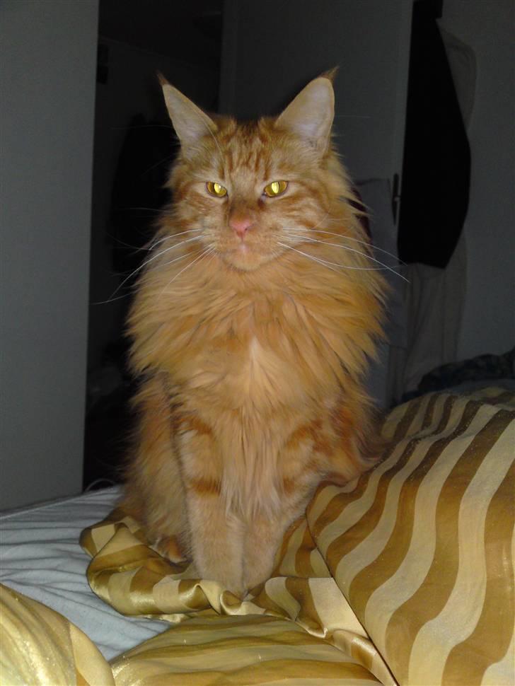 Maine Coon Chinaco - Chinaco sidder lige og viser hvor stor hans fine manke er blevet billede 5