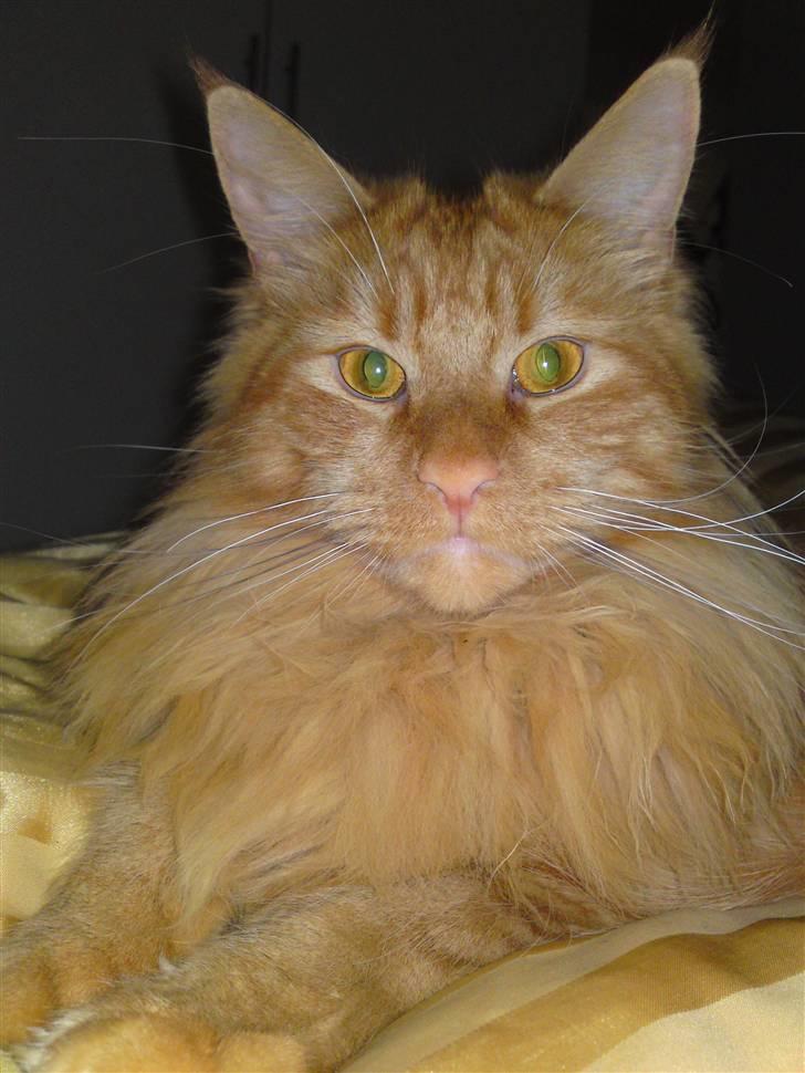 Maine Coon Chinaco - ´HEJ!´ billede 6