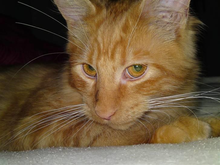 Maine Coon Chinaco - "Jeg har da ikke gjort noget?" billede 7