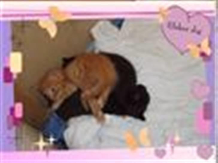 Blanding af racer Buster..<3 - Billede af Buster .. MIchelle S har pyntet ;o) såå flot .. billede 17