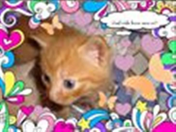 Blanding af racer Buster..<3 - Billede af Buster .. MIchelle S har pyntet ;o) såå flot .. billede 18