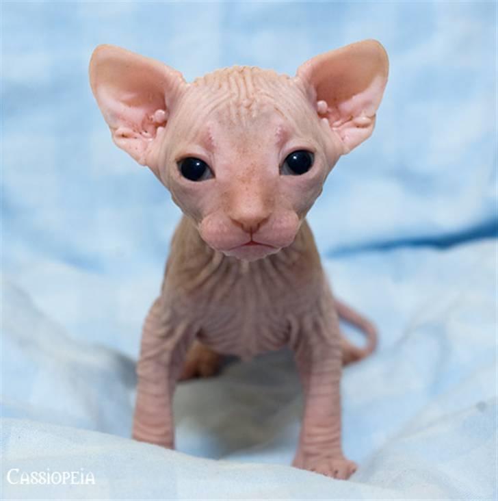 Sphynx Cassiopeia billede 1