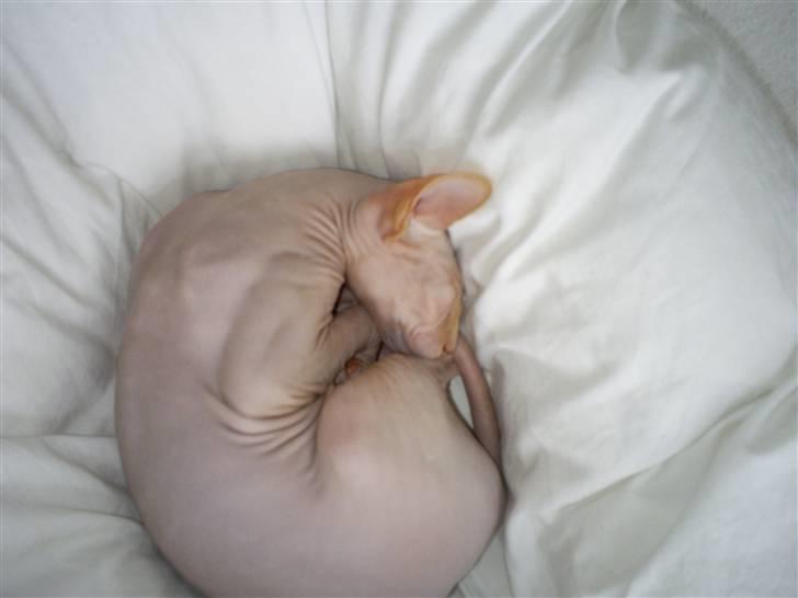 Sphynx Cassiopeia - en rigtig sphynx sover kun i dyner:o) billede 4