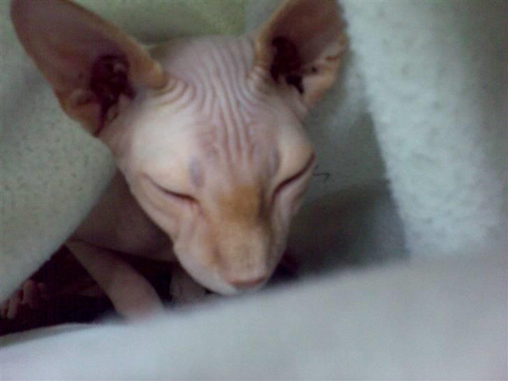 Sphynx Cassiopeia billede 8