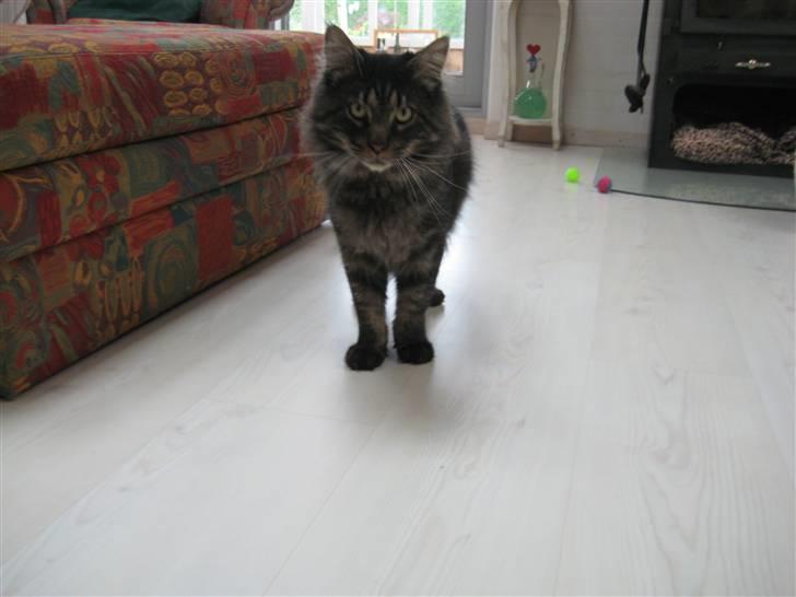 Maine Coon Gaby billede 9