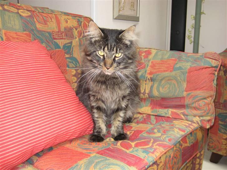 Maine Coon Gaby billede 10
