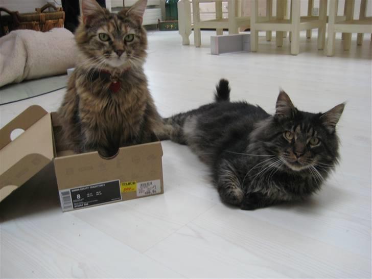 Maine Coon Gaby billede 11