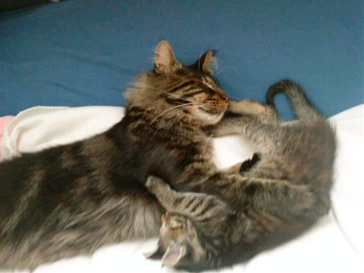 Maine Coon Gaby billede 12