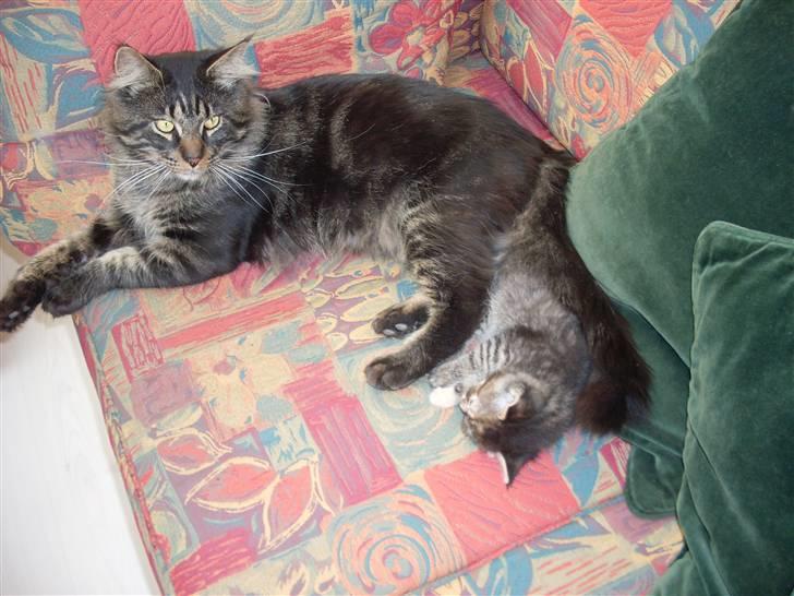 Maine Coon Gaby billede 13