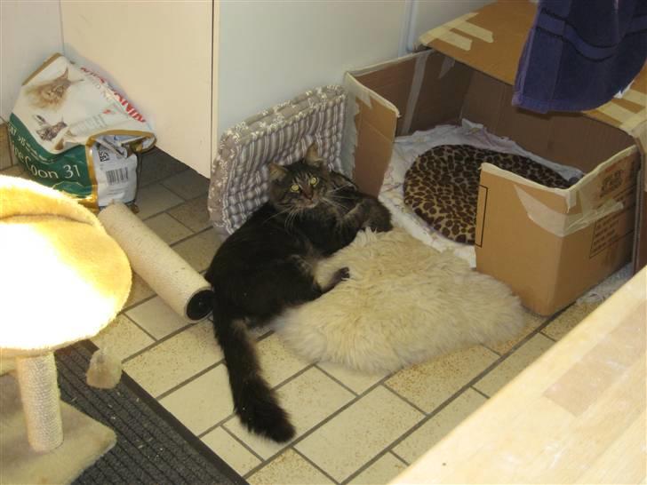 Maine Coon Gaby billede 14