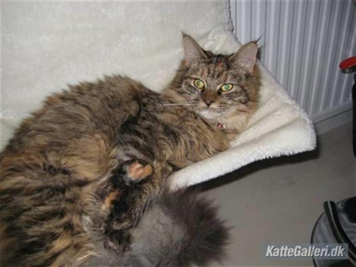 Maine Coon Lille My billede 14