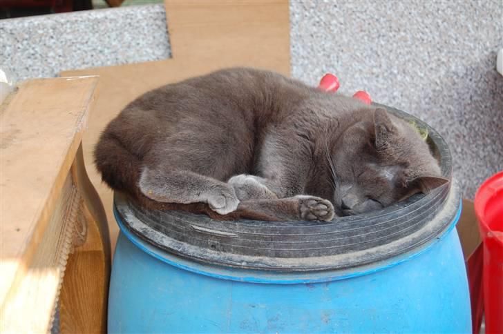 Huskat Isak billede 12