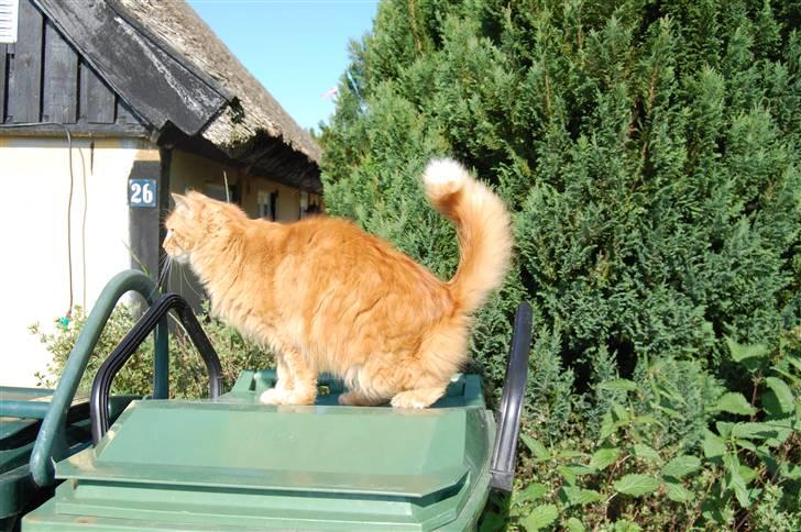 Huskat Gøjser billede 10