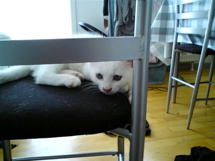 Blanding af racer Alaska -  i kan ikke se mig *GG* billede 16