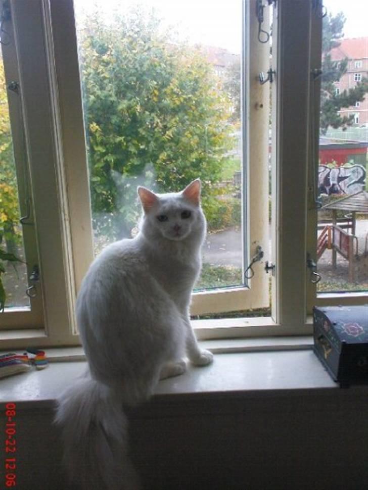 Maine Coon Adam billede 1