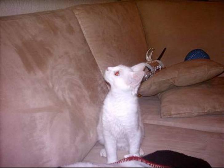 Maine Coon Adam billede 2