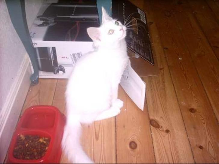 Maine Coon Adam billede 3