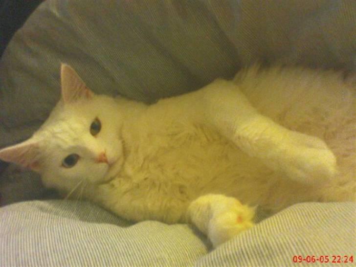 Maine Coon Adam billede 4