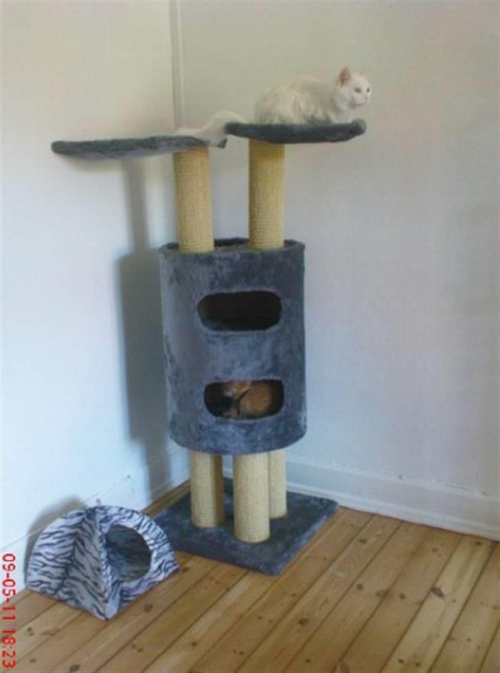 Maine Coon Adam billede 5