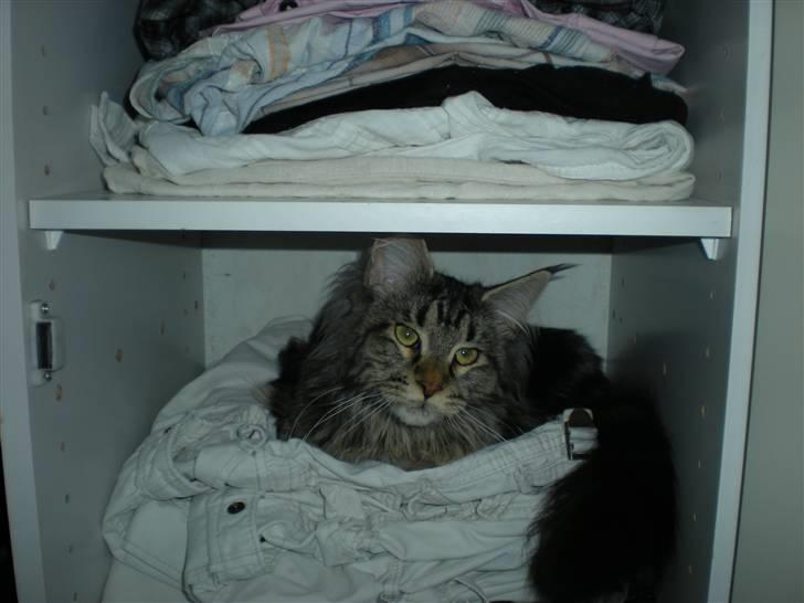 Maine Coon Alexia DK Firestar  billede 16