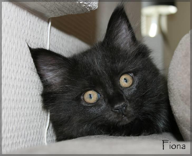 Blanding af racer Fiona billede 5