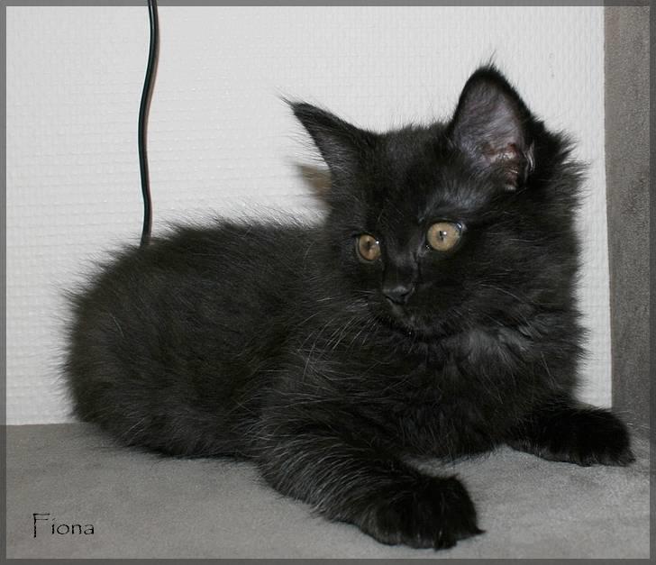 Blanding af racer Fiona billede 6