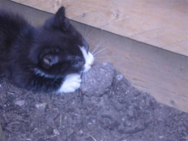 Huskat bølle  billede 4